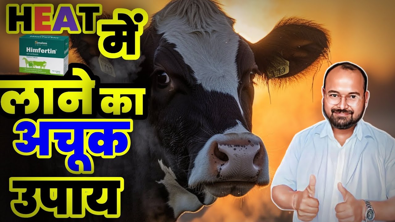 Gaay Bhains Ko Heat m Laane Ki Dawa । हिट में लाने का उपाय @doctorsahabvet 