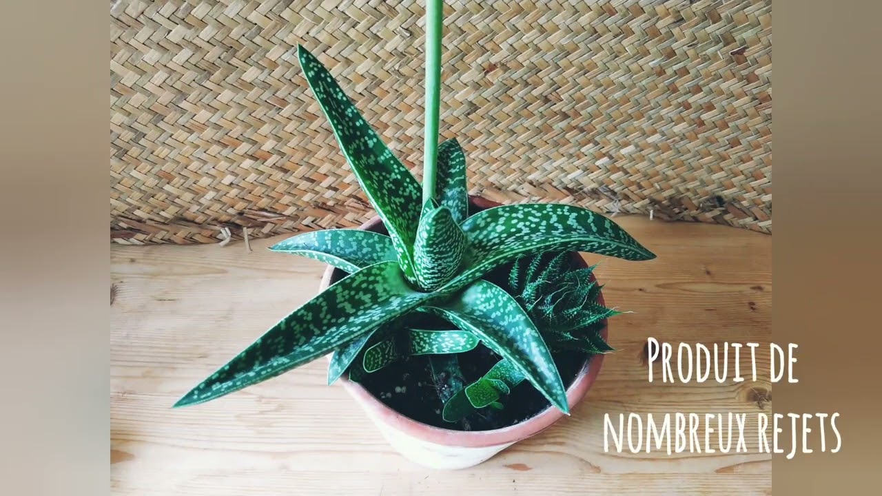 Aloe variegata/panaché