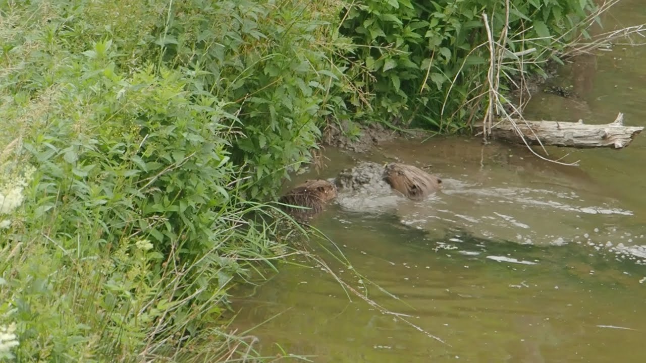 Beavers, dambuilding in the Belgian Ardennes