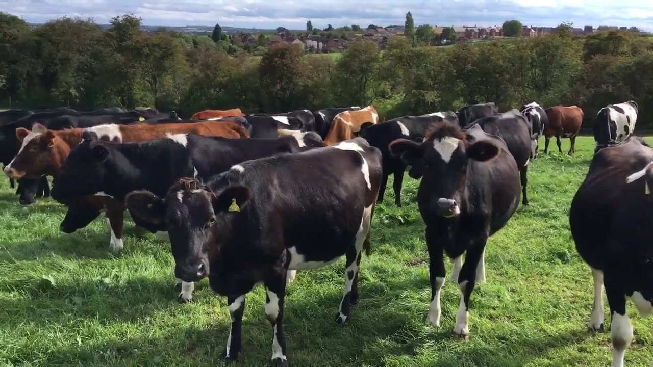 80 Kiwi Cross Incalf Heifers - UK
