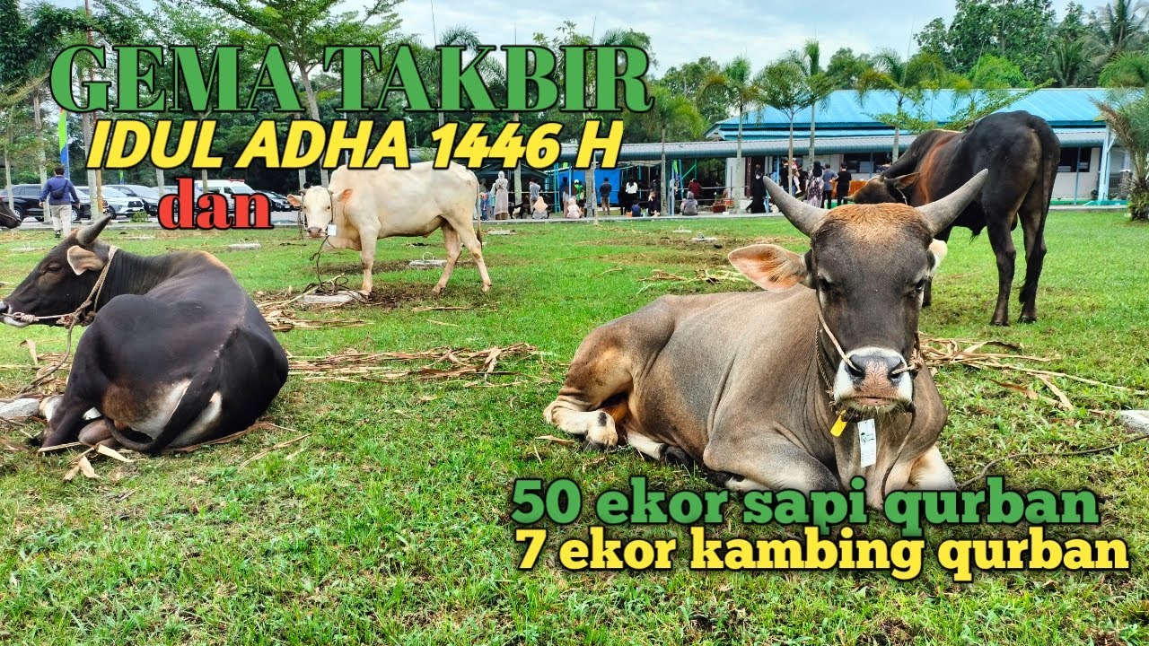Gema takbir || idul adha 1446 H || 2025 || sapi Qurban