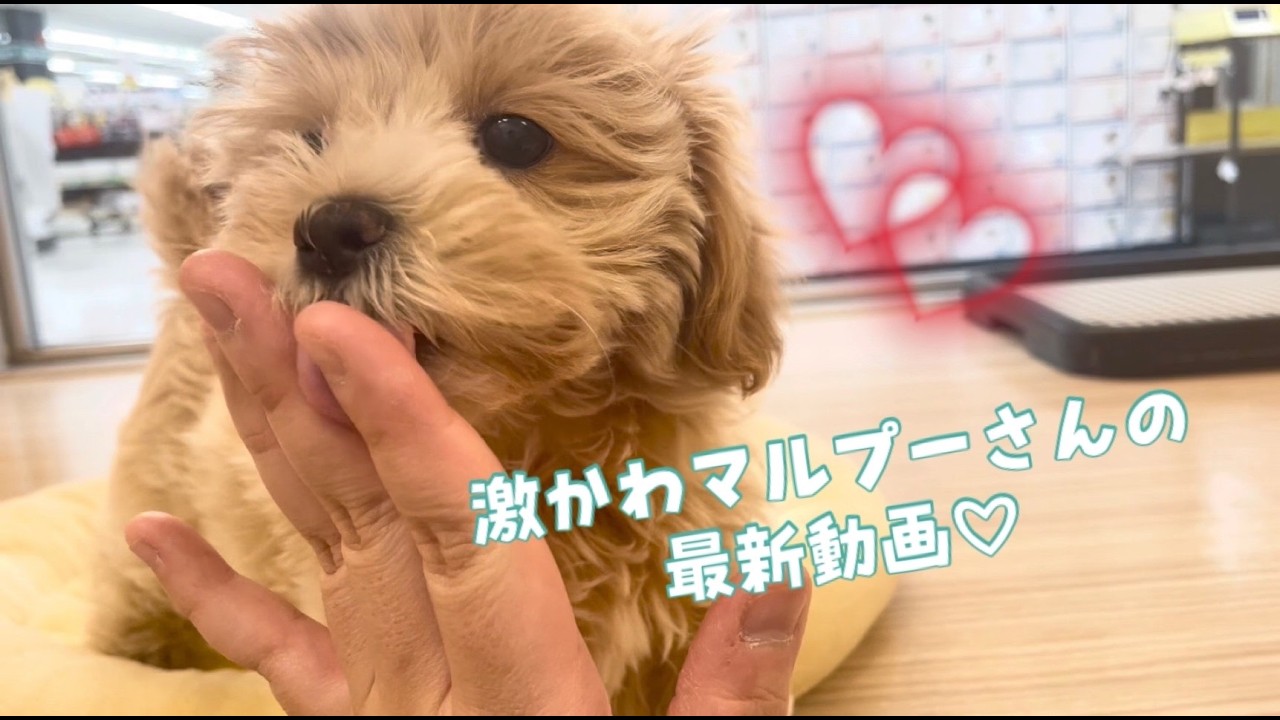 【2026.2.16】激かわマルプーさんの最新動画！たくさん構ってもらって素直にすくすく成長中です♪
