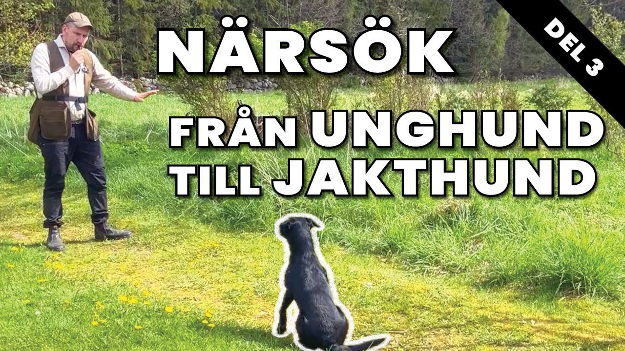 Närsök, tidiga grunder på en Jaktlabbes resa till färdig Apportör - Del 3