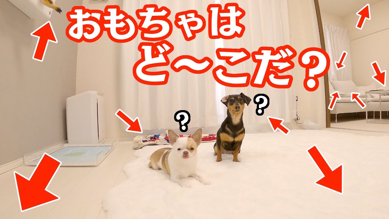 飼い主がガチで隠した大量のおもちゃを必死で探す犬が可愛いw