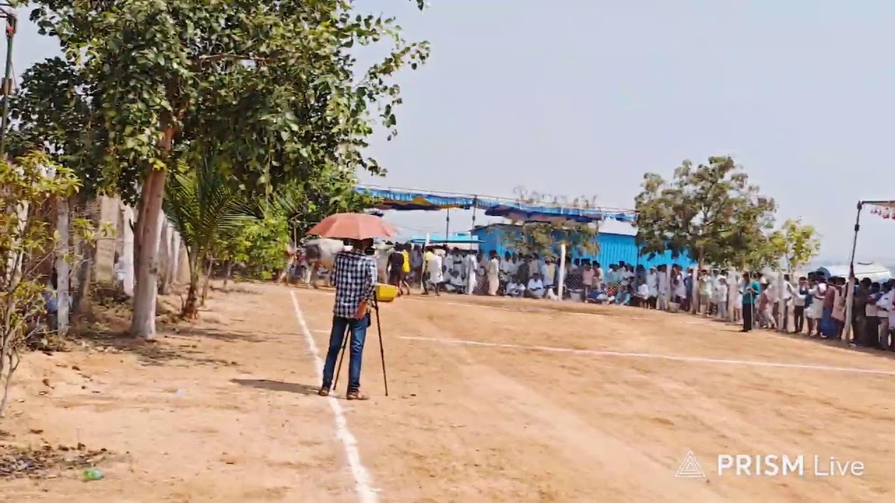 అనిమల ఓల్డ్ కేటగిరి విభాగంలో 6వ జత