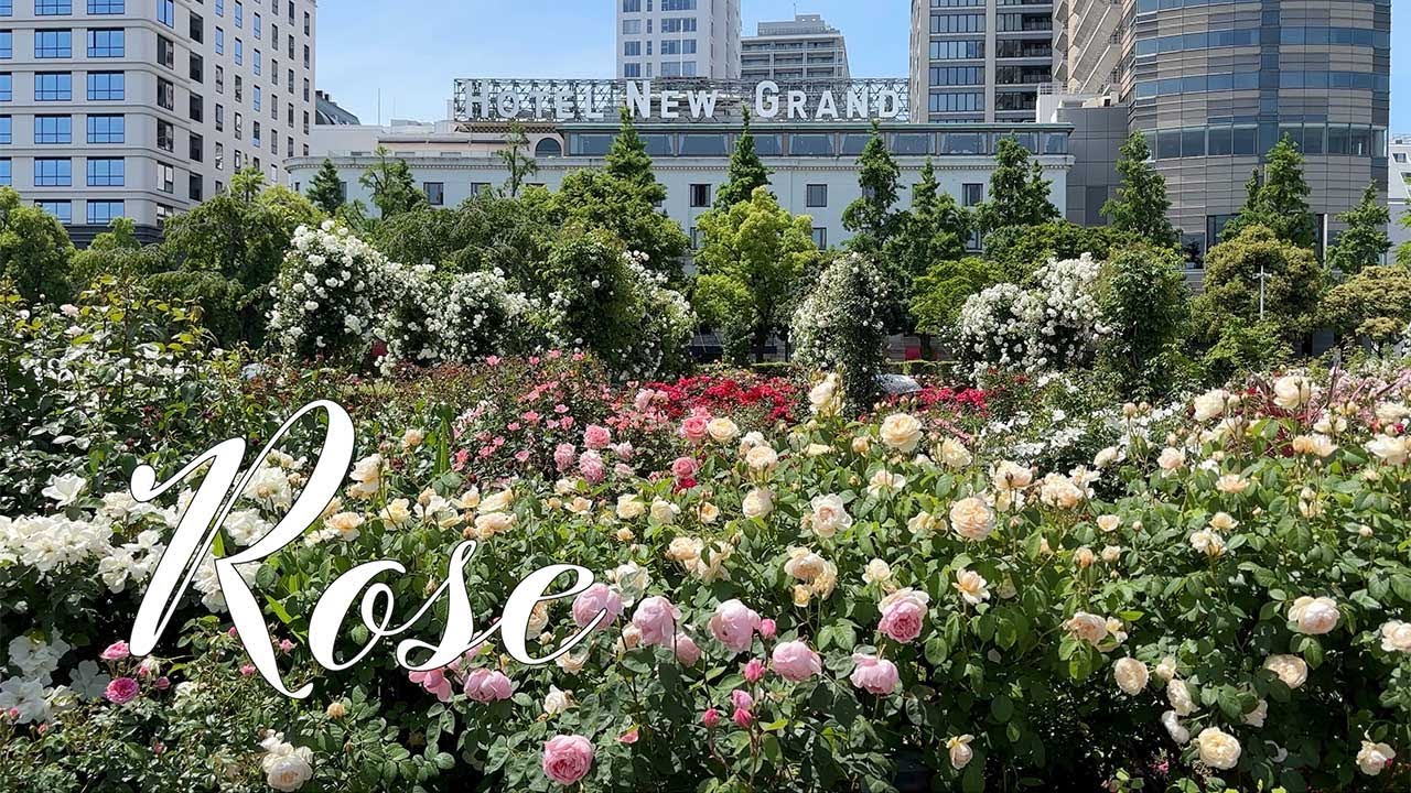 【バラ図鑑 7】山下公園 2025.5.11.