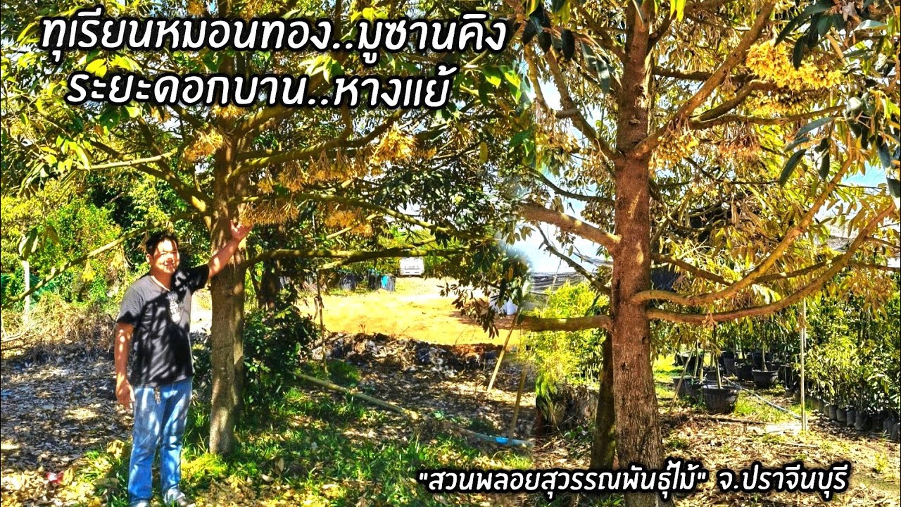 ทุเรียนหมอนทอง..มูซานคิง ระยะดอกบาน..หางแย้ 