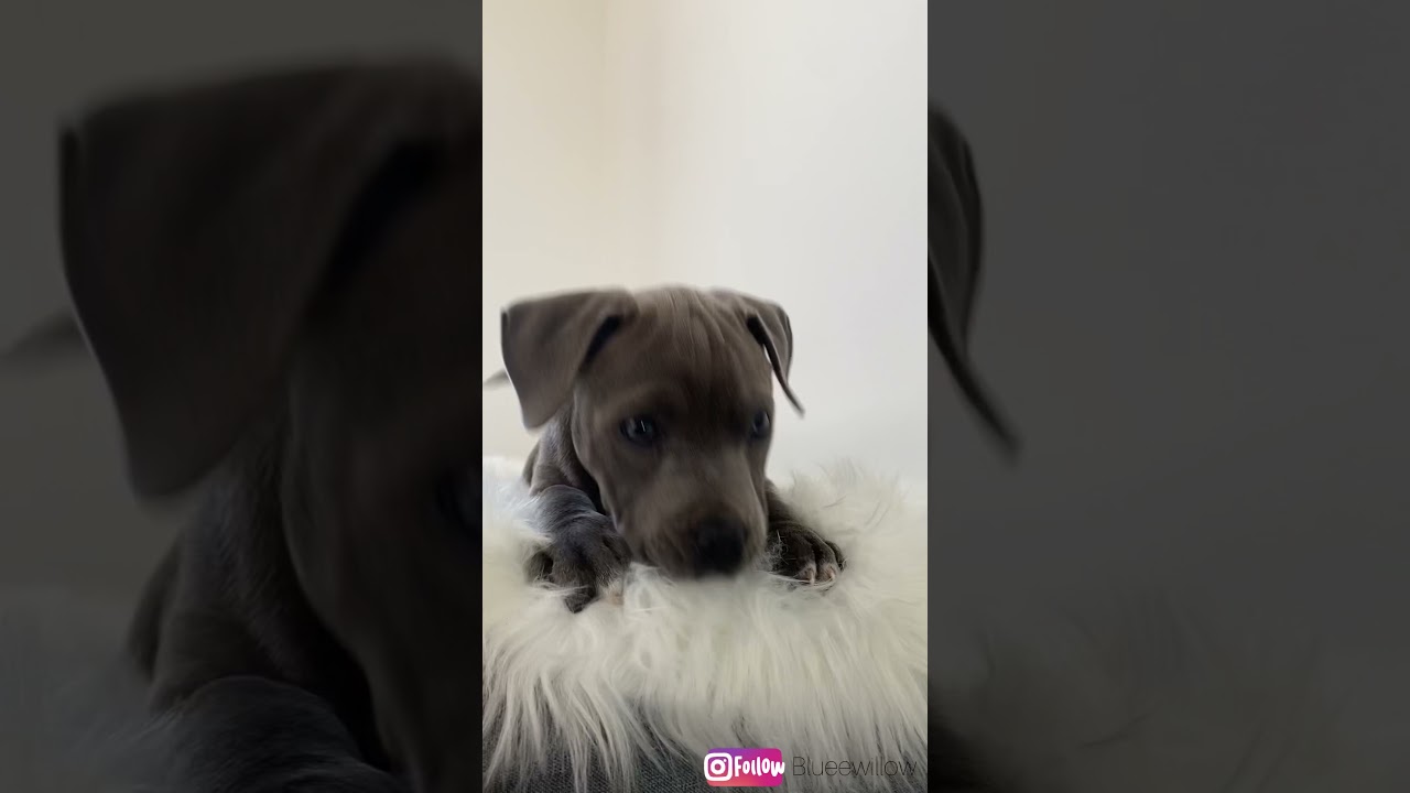 Blue staffy puppy barking