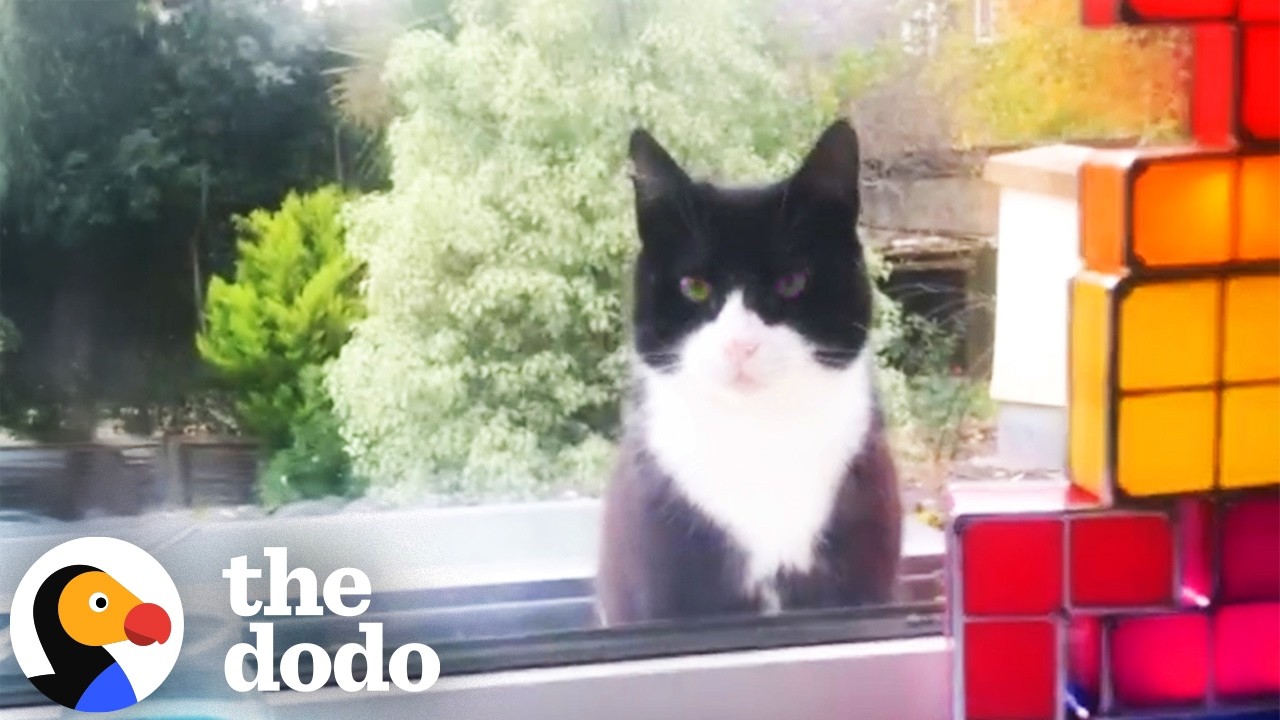 Stray Cat Waits At Guy's Window Until He Adopts Him  | The Dodo