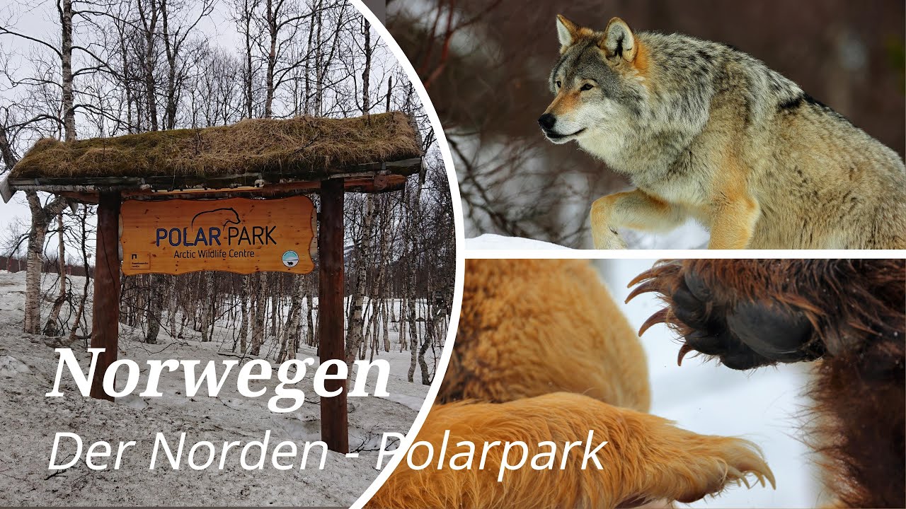Norwegen, Norway - Der Norden - # 3 - Polarpark: heulende Wölfe, raufende Bären, Luchs, Elch, ...