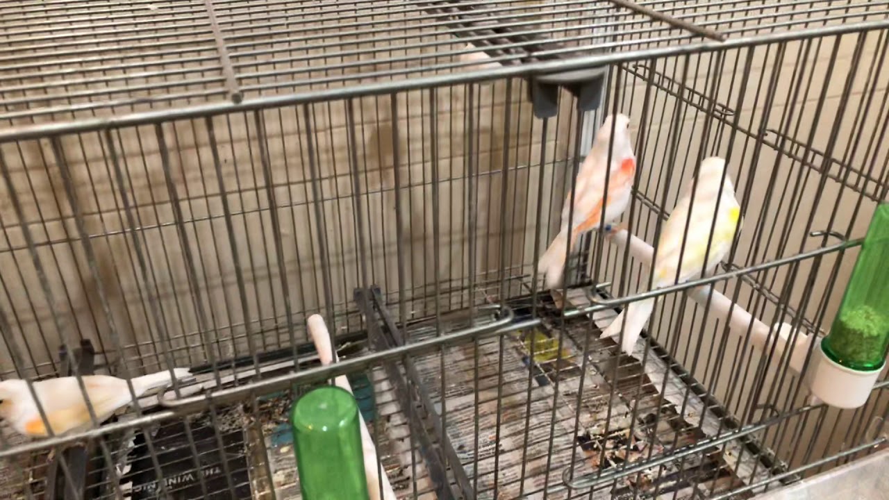 Presentacion de mi aviario