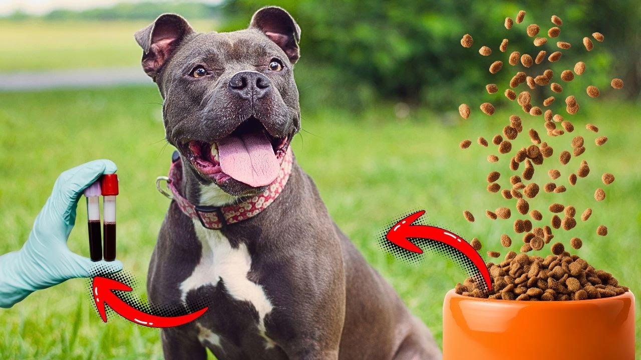 COMO CURAR UMA DOENÇA INCURÁVEL DOS CACHORROS?