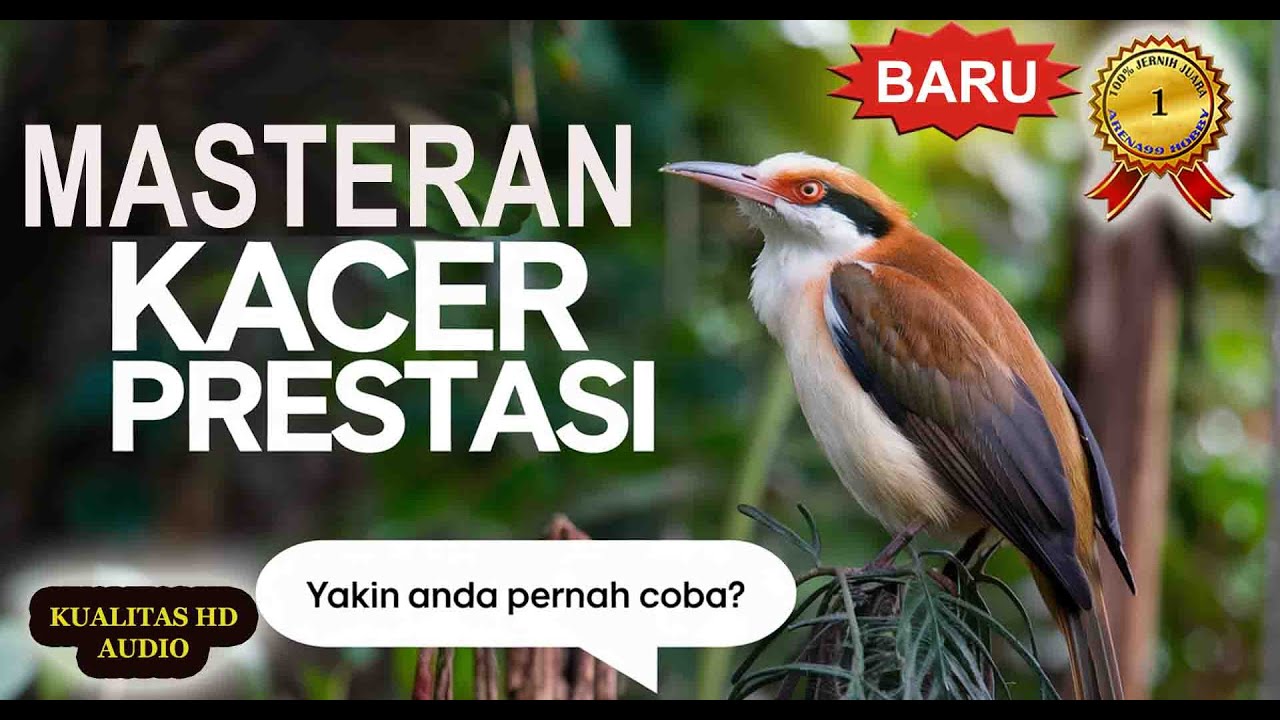 Masteran Kacer Gacor Materi Mewah Prestasi‼️ 