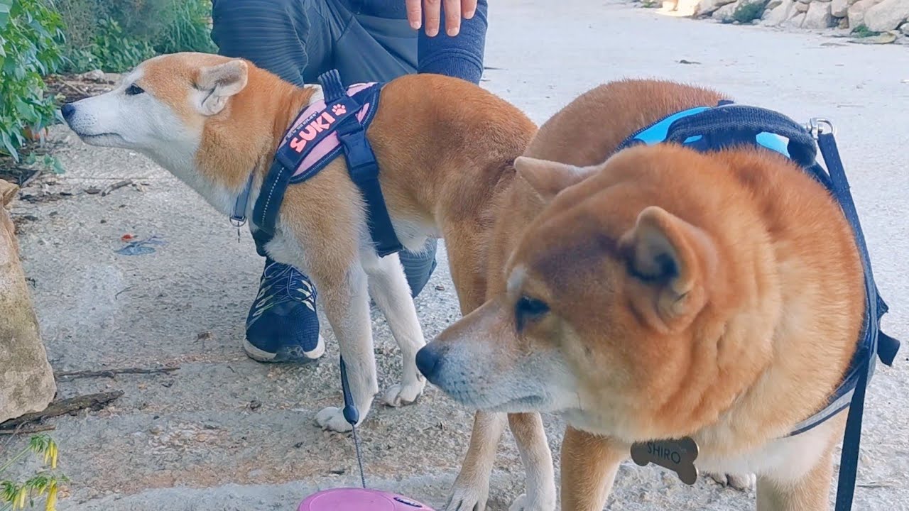 They Did It Again / Shiba Inu Mating
