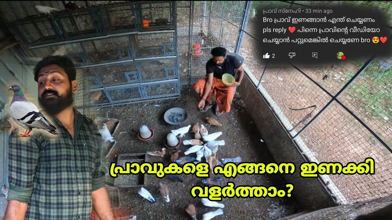 പ്രാവുകൾ ഇണങ്ങാൻ ഇങ്ങനെ ചെയ്താൽ മതി.How to tame pigeons ?