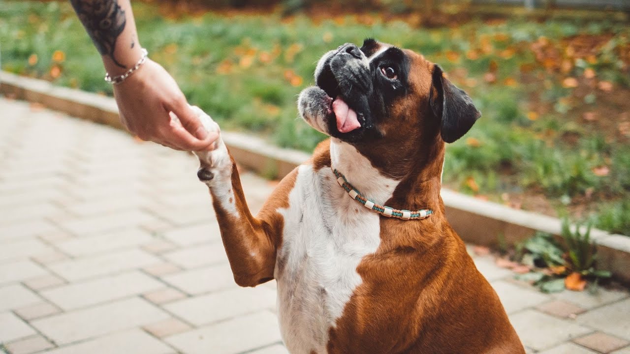 Boxer Dog Obedience Training   Key Commands to Teach