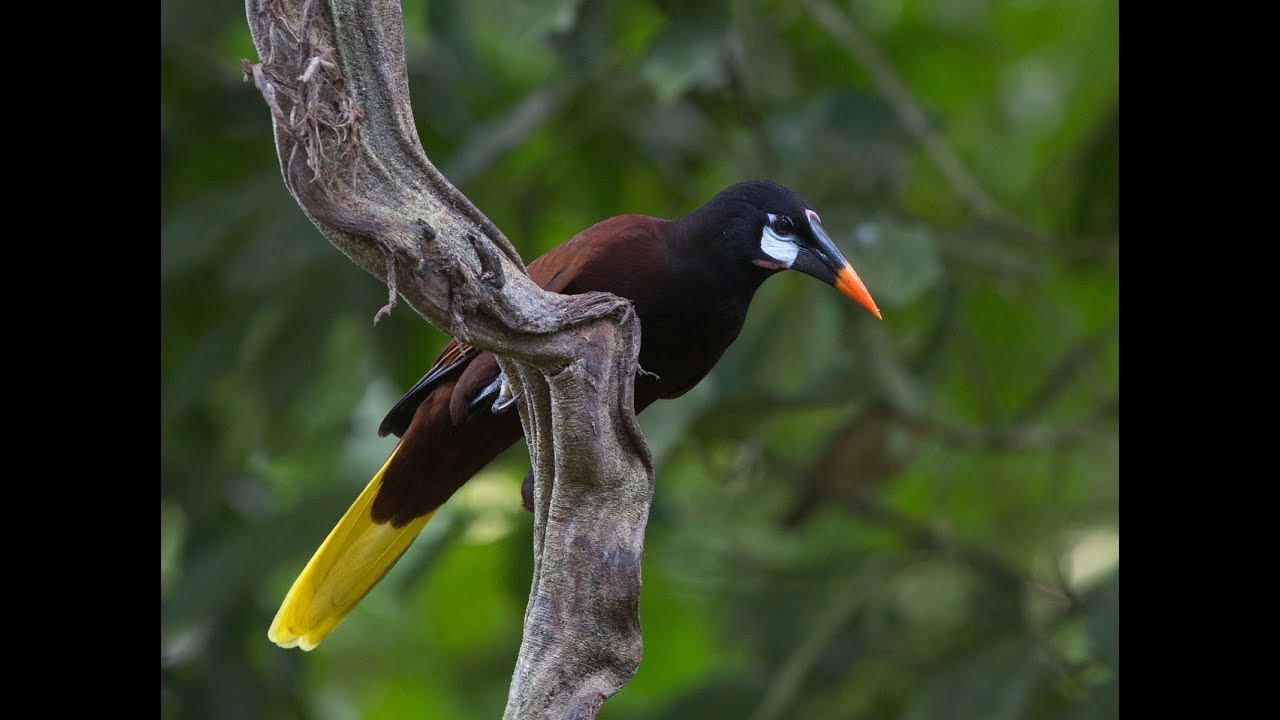 El Canto de las Oropéndolas. Oriole major singing.