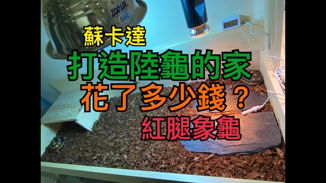 （小鍾養陸龜）打造陸龜的家 蘇卡達 紅腿象龜 陸龜的家蓋起來