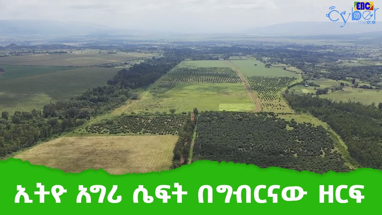 የሜድሮክ ኢንቨስትመንት ግሩፕ አካል የሆነው  ኢትዮ አግሪ ሴፍት በግብርናው ዘርፍ እያደረገ ያለው እንቅስቃሴ Etv | Ethiopia | News