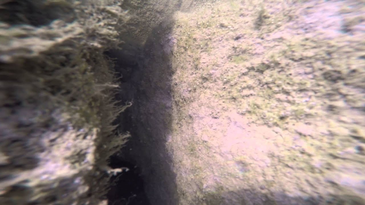 Wildfische am Inn in Rosenheim