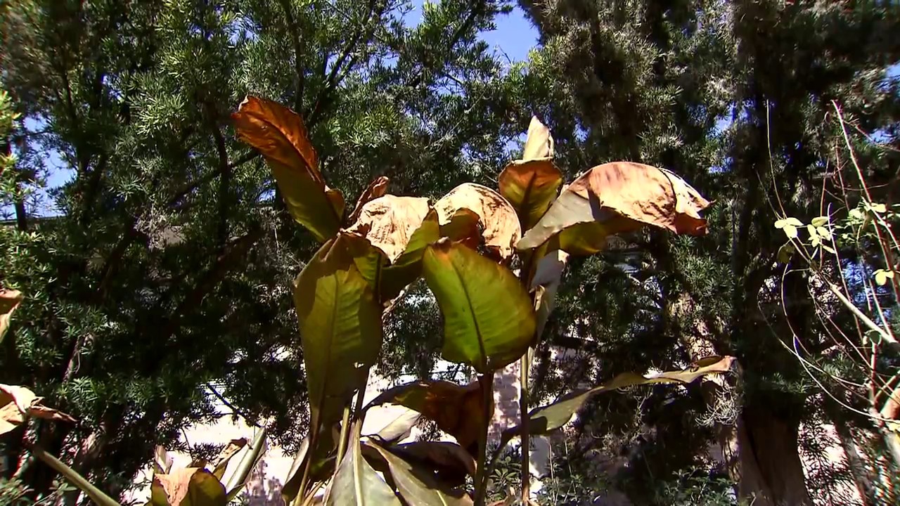 Care for your freeze-damaged tropicals