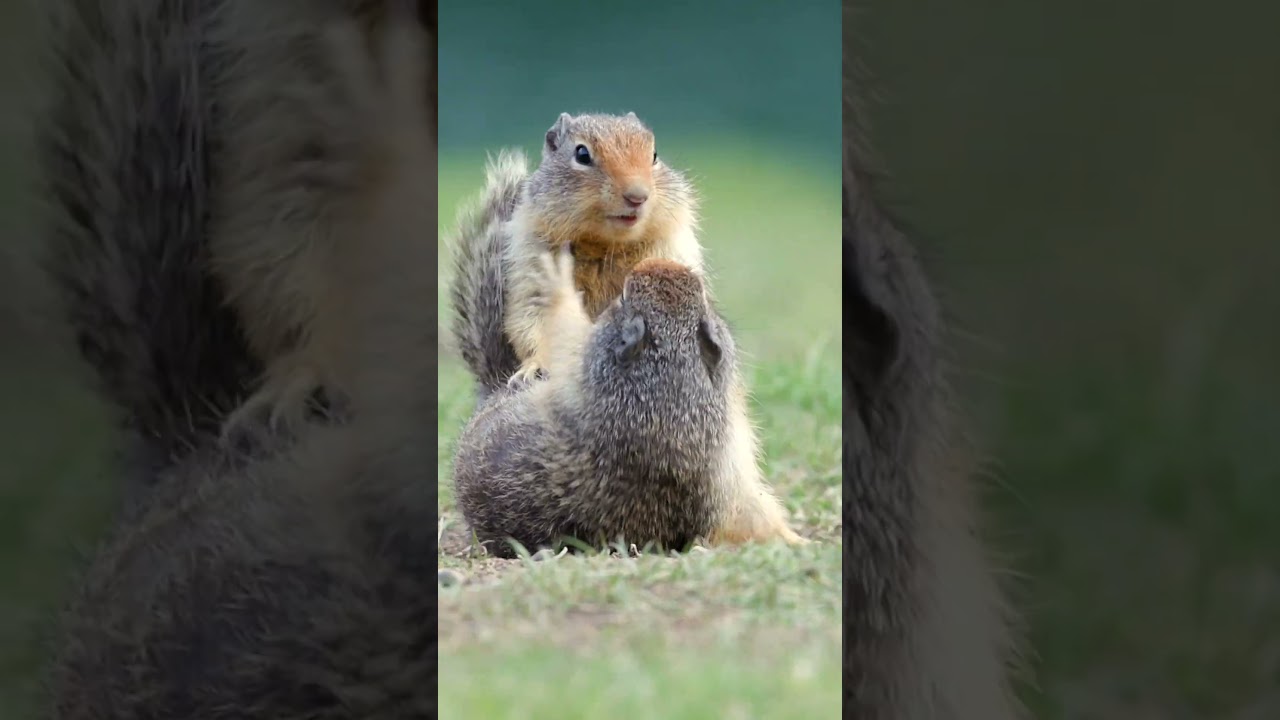 Sibling Rivalry   #wildlifefilmmaker #squirrels #naturefilm
