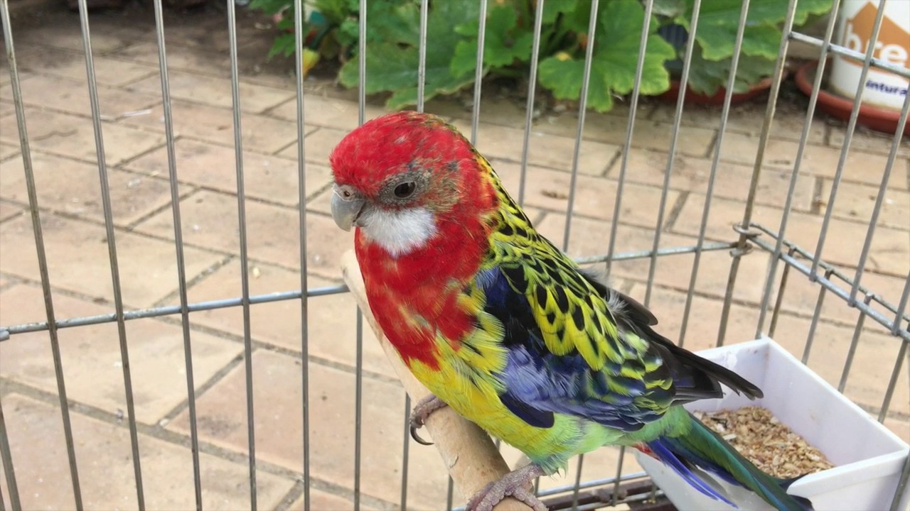 Aviario de Aves Exóticas de Francisco Ramos