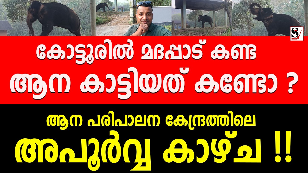 കോട്ടൂരിൽ മദപ്പാട് കണ്ട ആന കാട്ടിയത് കണ്ടോ ? ആന പരിപാലന കേന്ദ്രത്തിലെ അപൂർവ്വ കാഴ്ച ! Kottoor