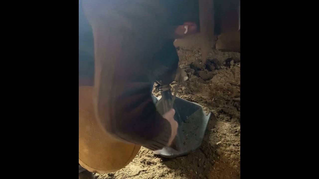 Emergency: How to remove a horse shoe