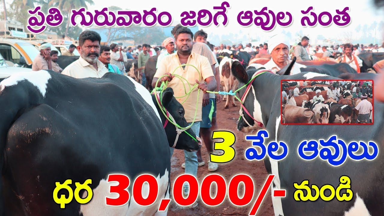 ఈ రోడ్ సంత లో సూడి ఆవుల ధరలు? | Erode Cattle Market | HF Cows Low price in Erode market | Tamilnadu