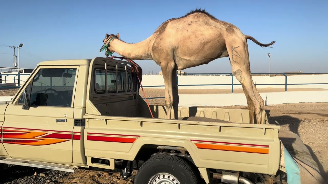 مراحل تطبيع الركبي على الركوب وشرح شد الشداد وركوب حوض الجيب