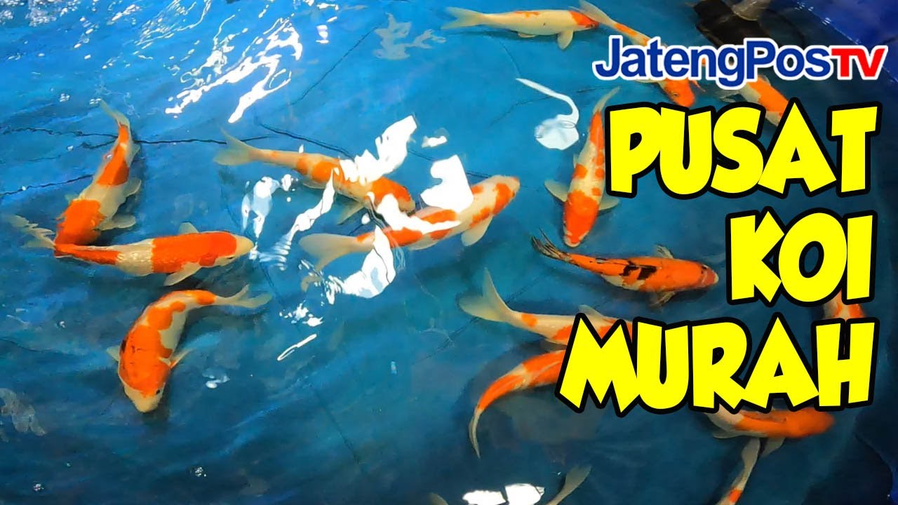 PUSAT KOI MURAH MERIAH | JATENGPOS TV