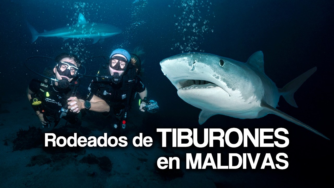 ¿PELIGROSO? Rodeados de TIBURONES TIGRE en MALDIVAS (Fuvahmulah)