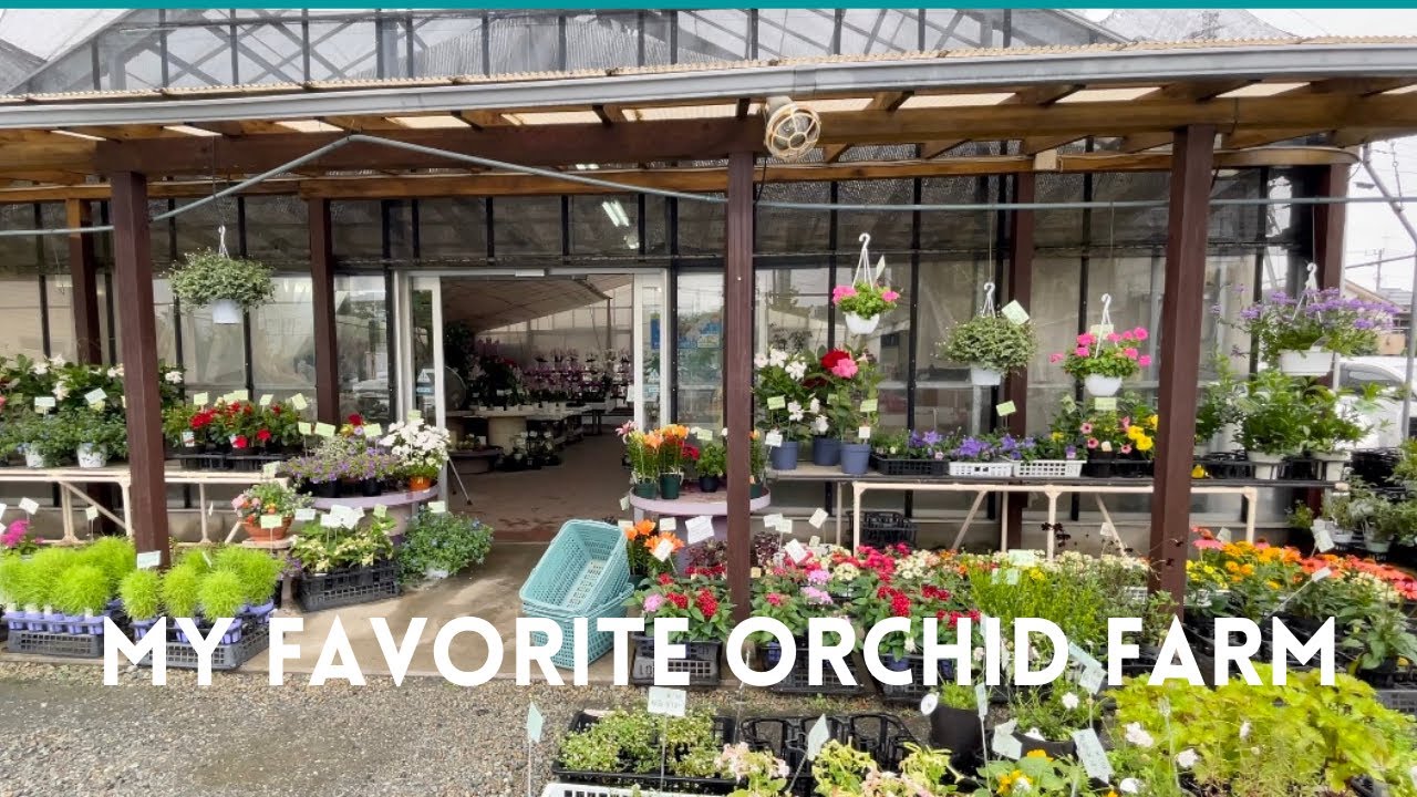 My Favorite Orchid Farm in Japan🇯🇵🥰