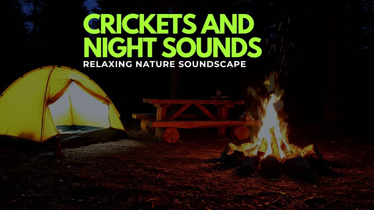 Crickets and Night Birds | Relaxing Nature Soundscape