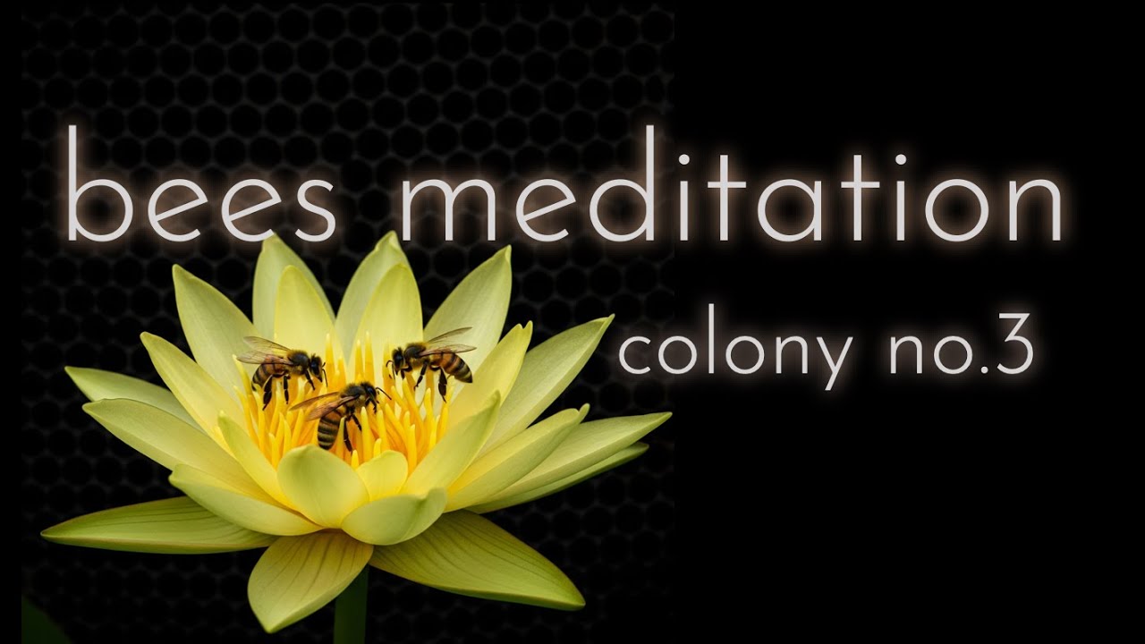 bees meditation - colony no.3 - august 2025 #bees #meditation