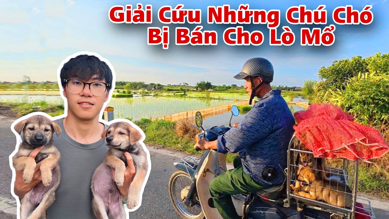 Kịp Thời Cứu Giúp Những Chú Chó Đang Trên Đường Bán Vào Trại Lấy Thịt | Dương KC @tuanangvlog 