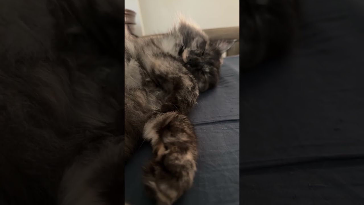 Oh Happy Day🇺🇸 is live! #cat #prettyfunny #funnycats #kitten #prettycat #fyp #trending #viral #cute