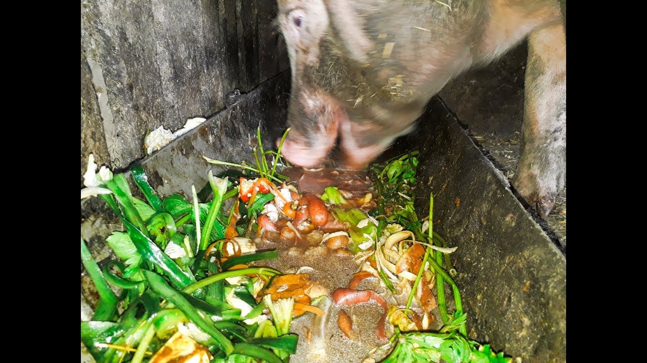 Sound on! 🔊 pig is eating slop  / cerdo comiendo /suar khaata hai / Slop Heaven / The Piggy Buffet