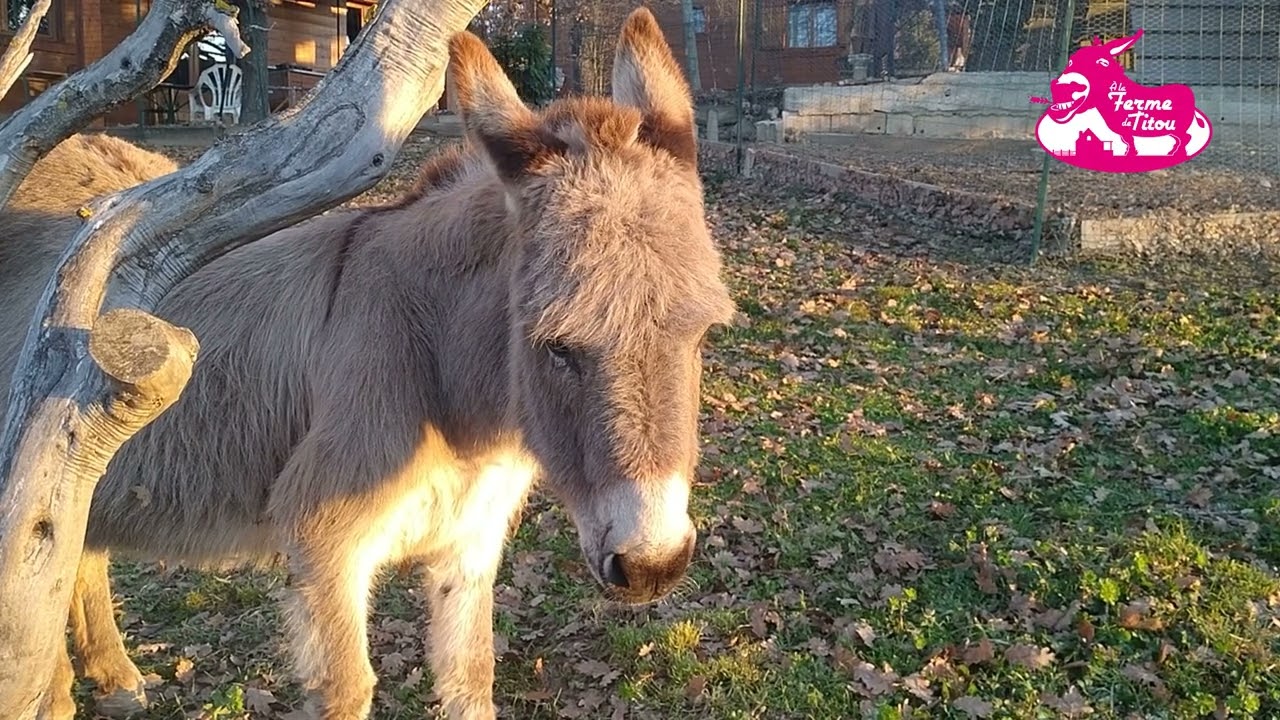 Jujube le 2 mars 2024