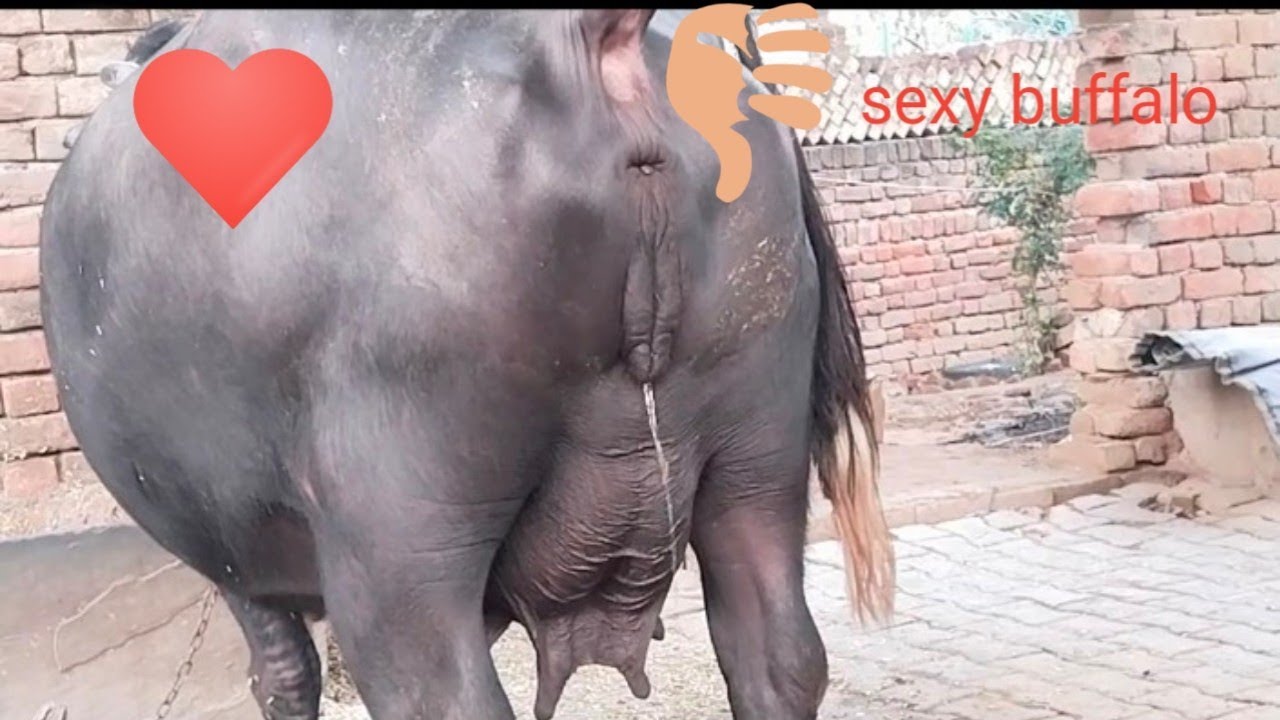 animal sex time so nice #buffalo #viral 🐂🐂❤️❤️🌹