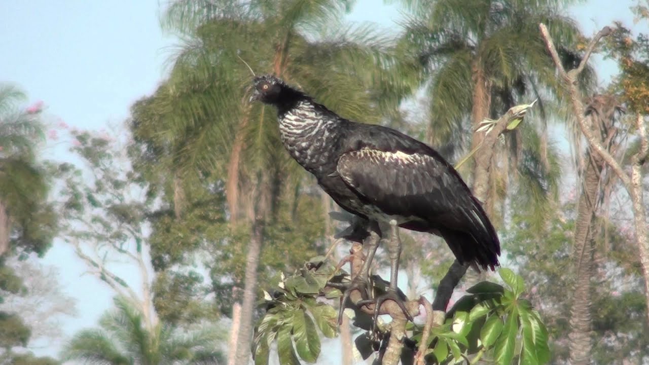 Horned Screamer