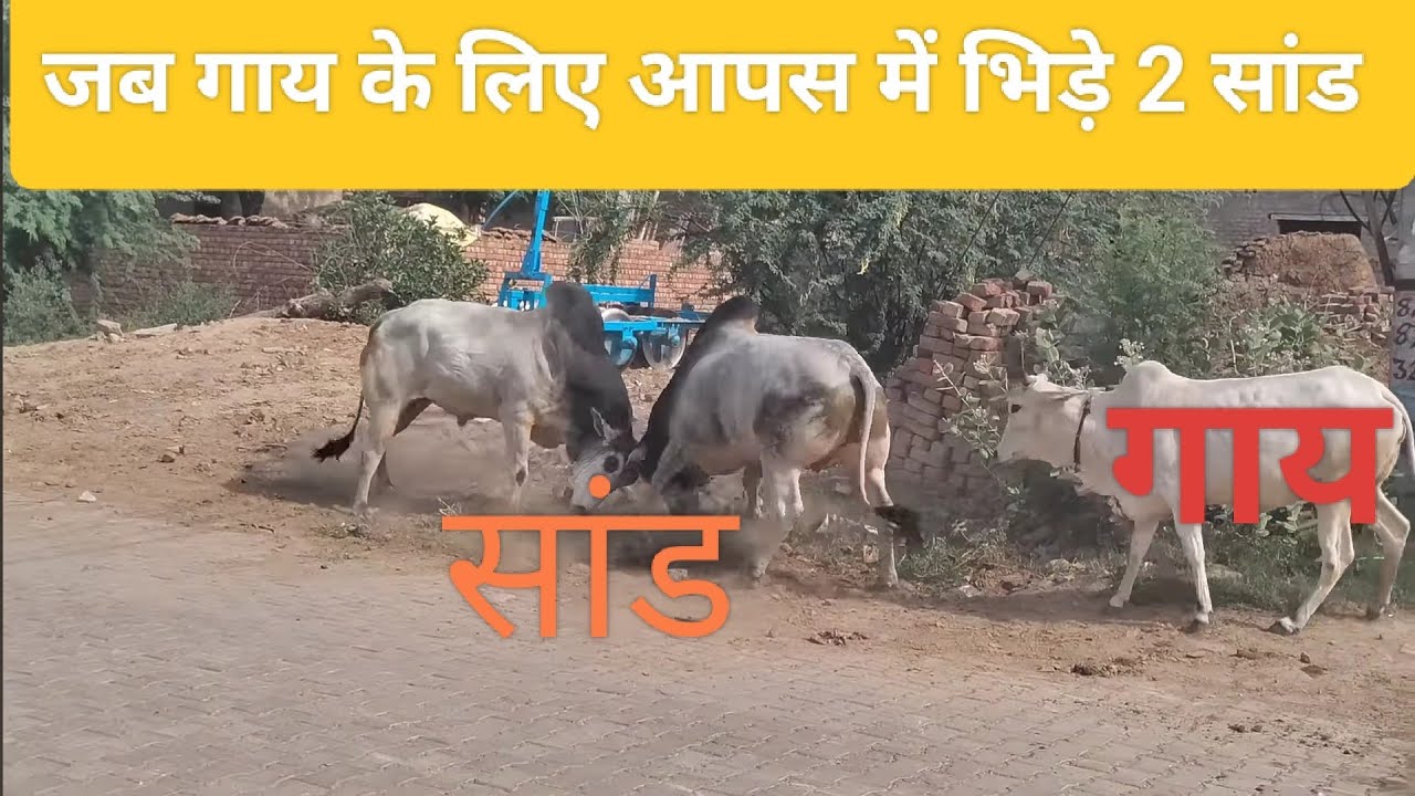 #करेला_झमोला_रोङ_पर_दो_सांडों_में_कांटे_की टक्कर गांव  का राजा कौन  जुलाना।