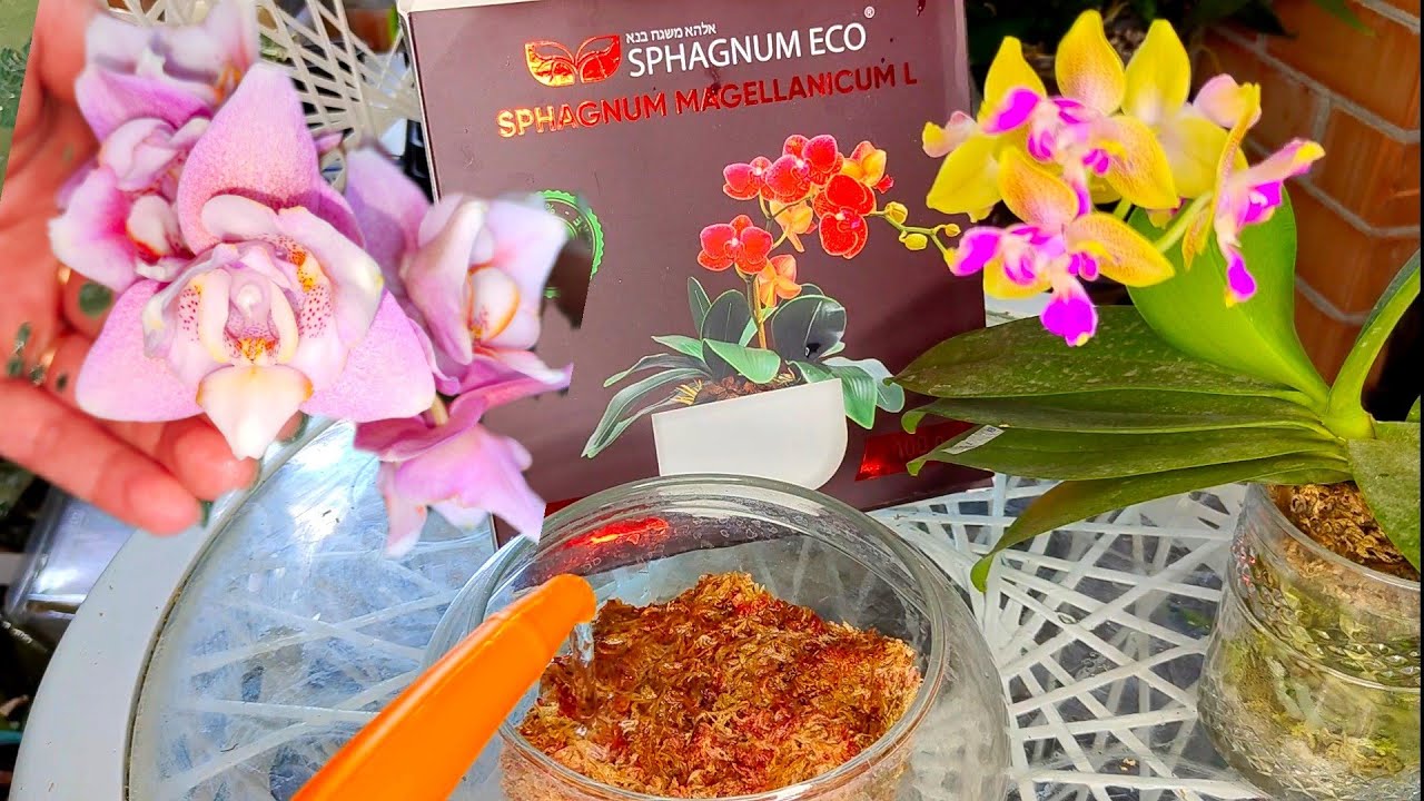 Пышное БЕСКОНЕЧНОЕ ЦВЕТЕНИЯ Орхидей в SPHAGNUM ECO Пересадка орхидеи в МОХ