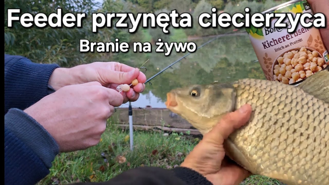 Feeder przynęta ciecierzyca #10 #fishing #carpfishing #branie na żywo