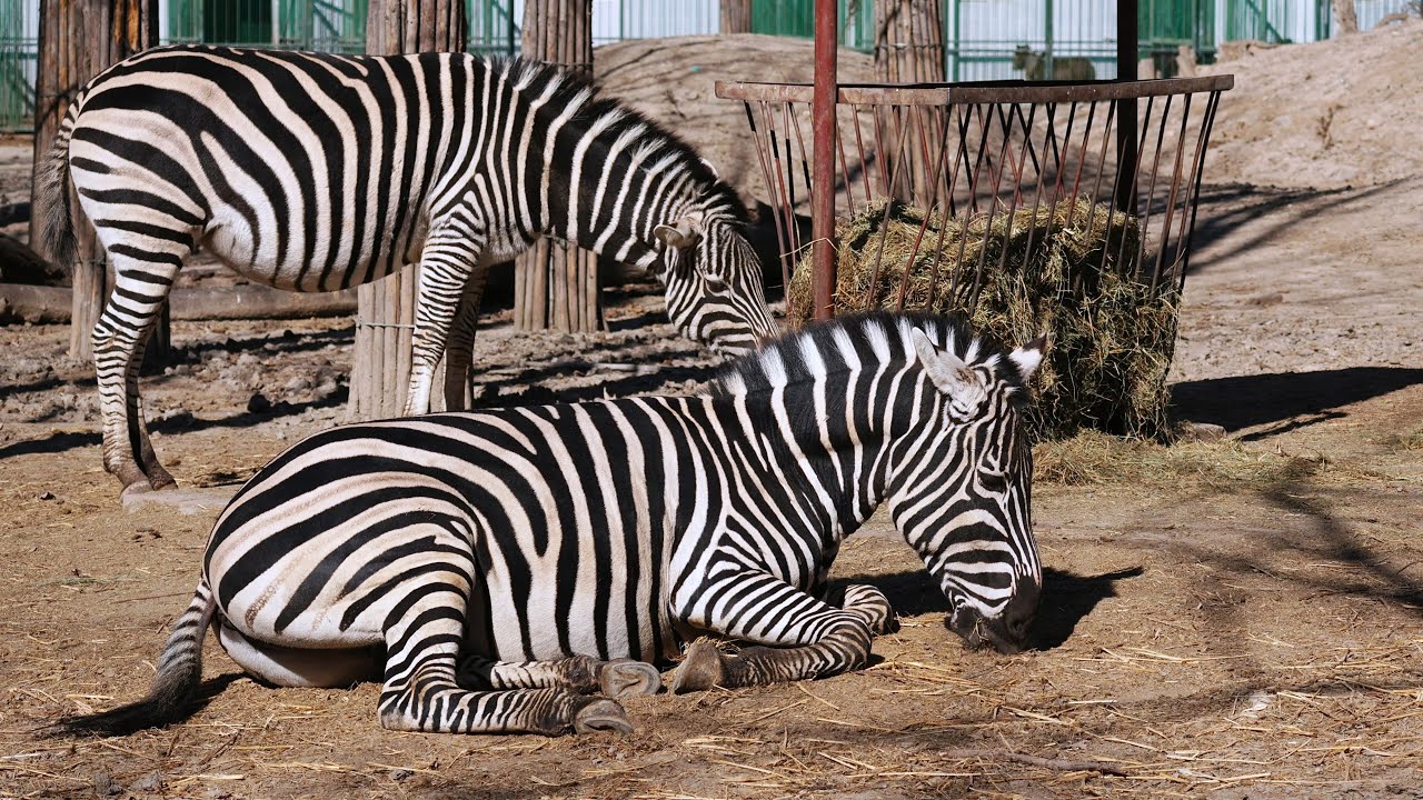 Zebra stripes are so cool!