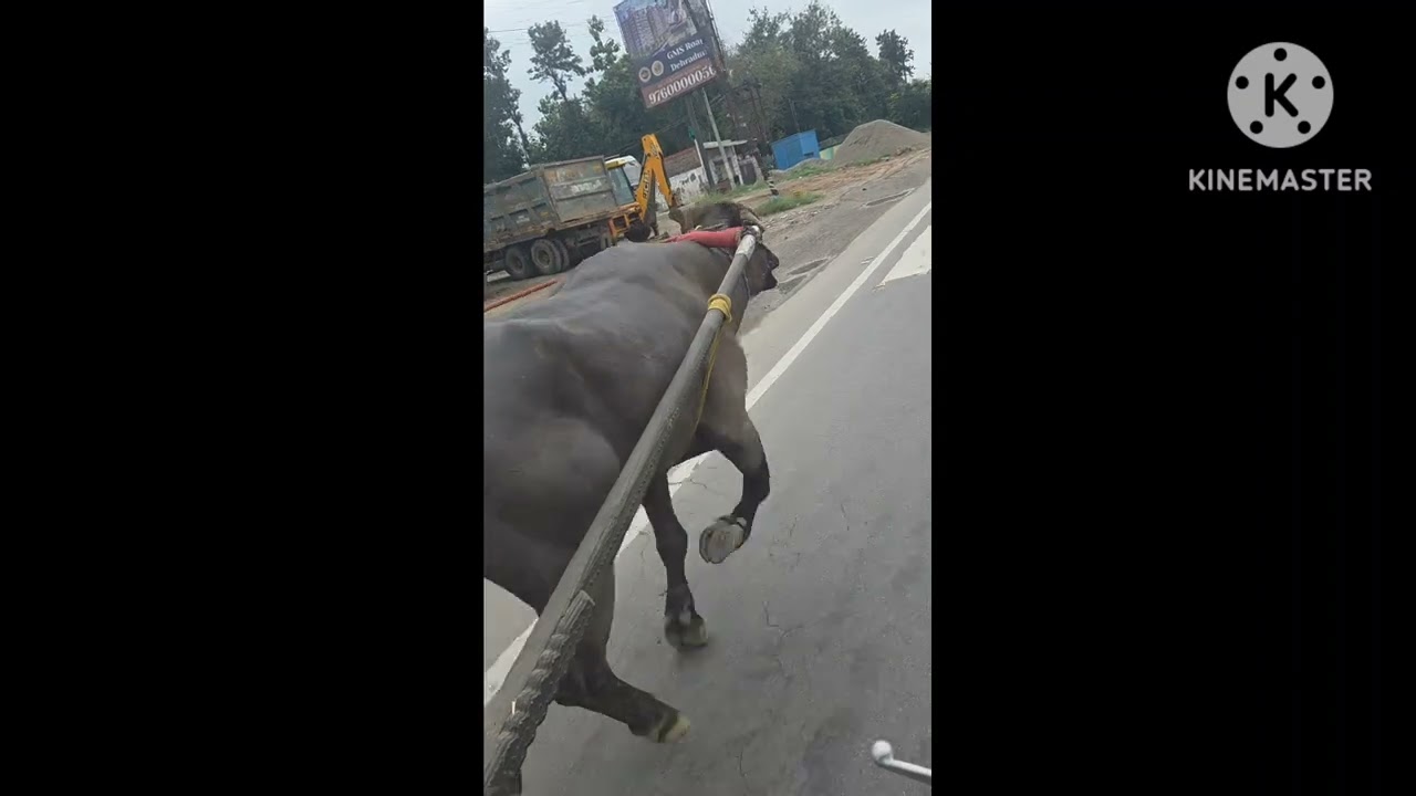 Mangu hi kah de  dophari m 12 bje 18 km.