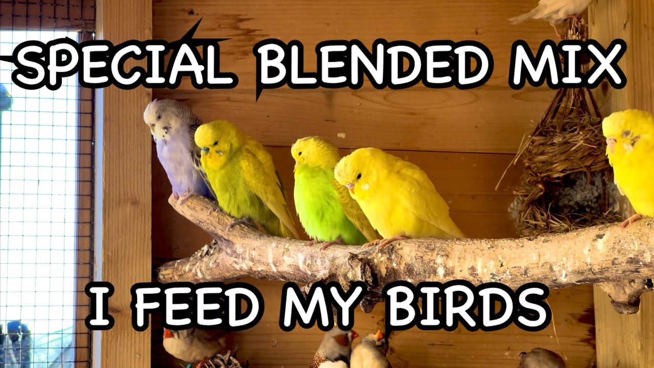 What do I feed my AVIARY BIRDS?🤔