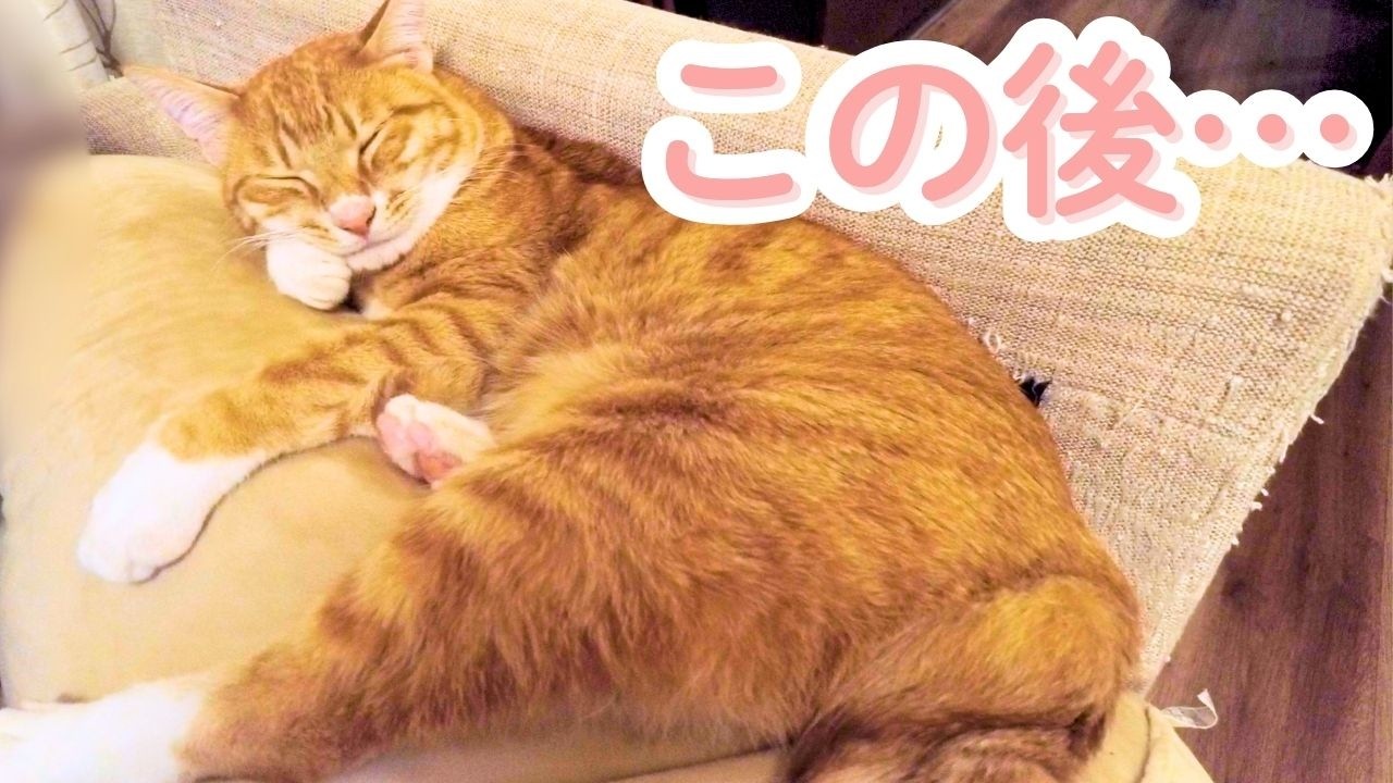 ソファに挟まった猫、まさかの脱出が可愛すぎた🐈