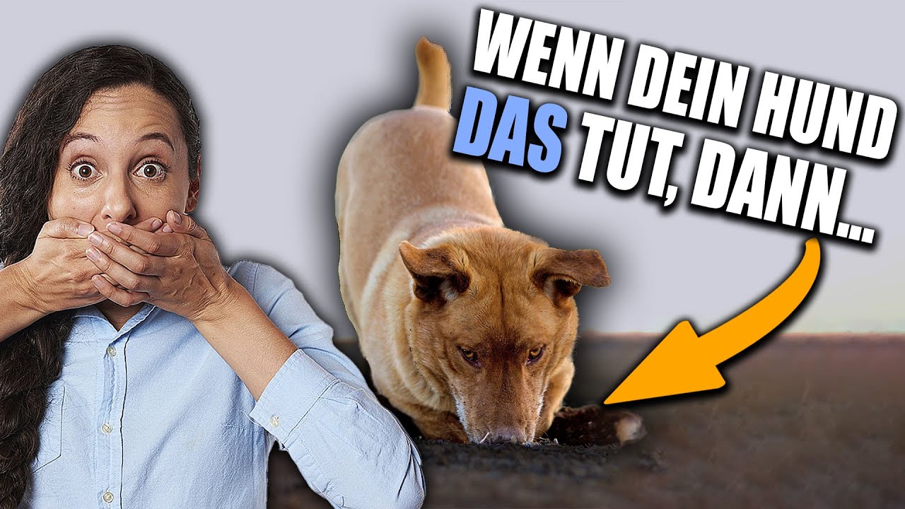 Futter vom Boden, Buddeln & erhöhte Liegeflächen für Hunde - Welche Auswirkungen hat das alles?